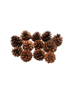 Colorations - Dennenappels...