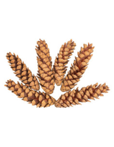 Colorations - Natuurlijke...