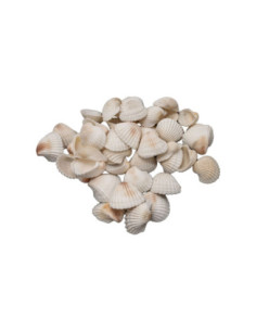 Colorations - Grote Ark...