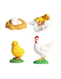 Levenscyclus Haan...