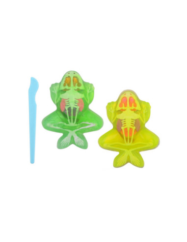 Science Explorer Kikker Anatomie Slijm