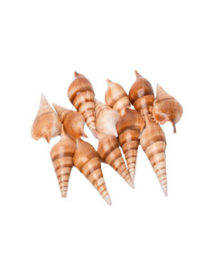 Colorations Zeeschelpen...