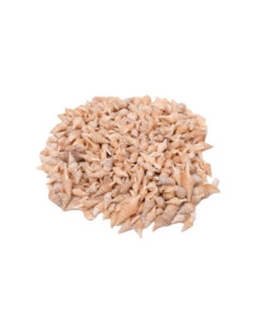 Colorations Zeeschelpen...